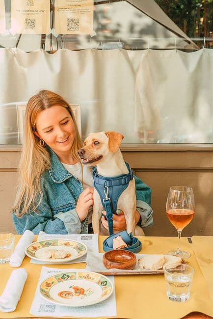 Featured image for quiz: What Dog Should I Get?