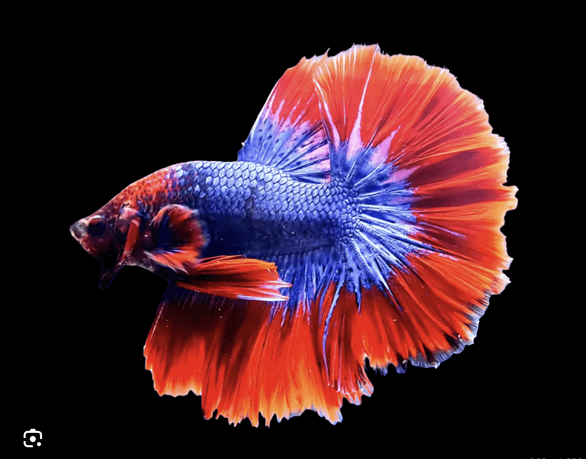 Featured image for quiz: What Fish Are You?