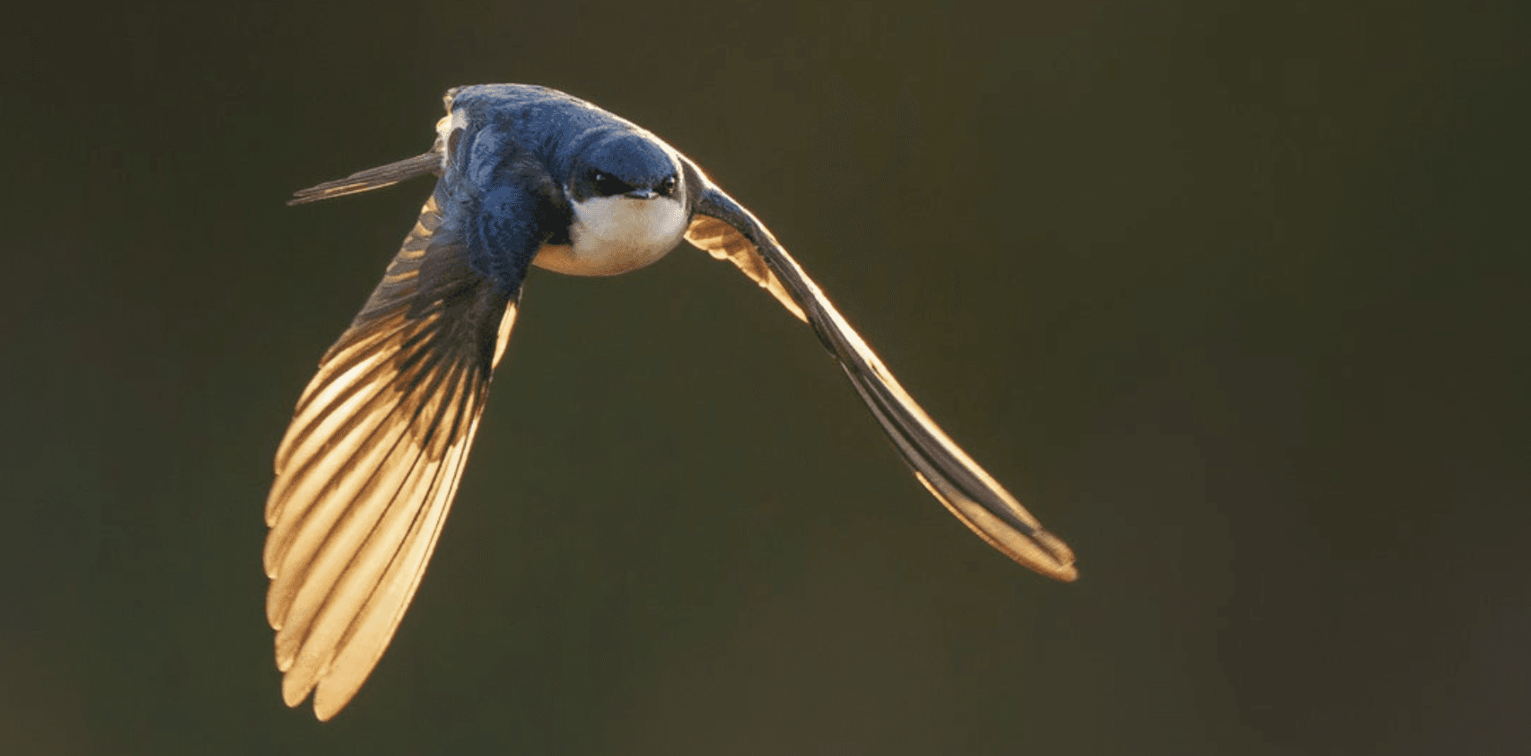 Featured image for quiz: What Bird Are You?