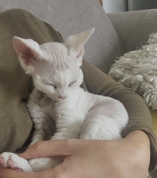 Featured image for quiz: What Cat Personality Are You?